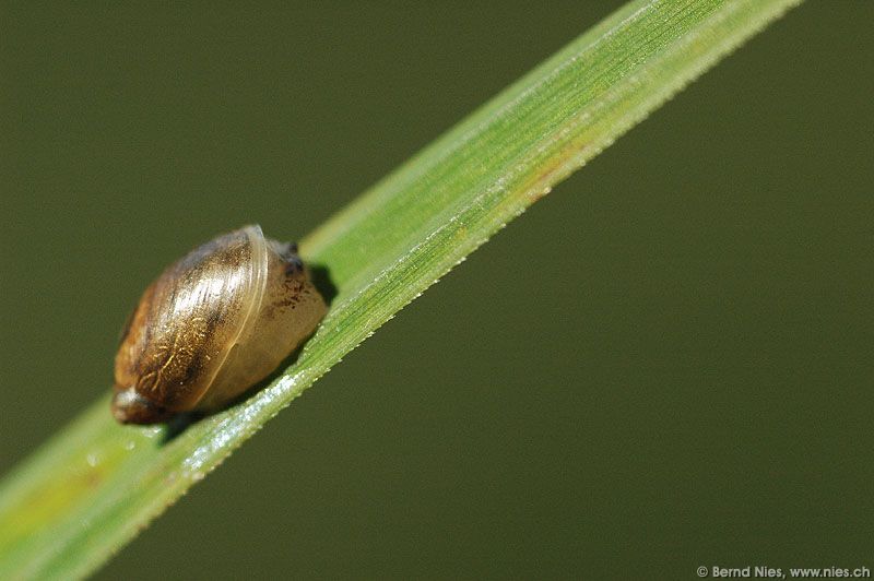 Snail © Bernd Nies