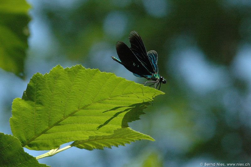 Dragonfly © Bernd Nies