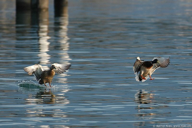 Duck Couple © Bernd Nies