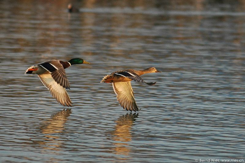 Duck Couple