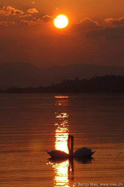 Swans © Bernd Nies