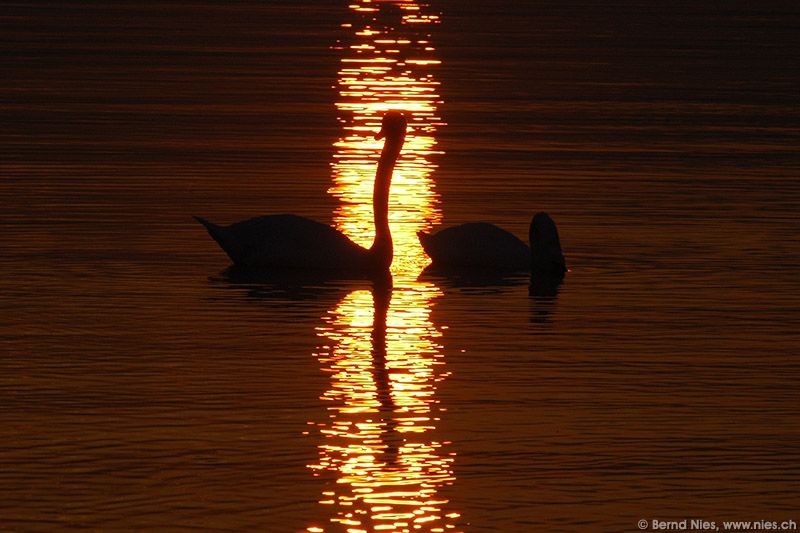 Swans © Bernd Nies