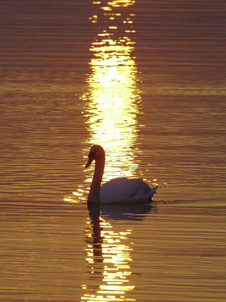 Swan © Bernd Nies