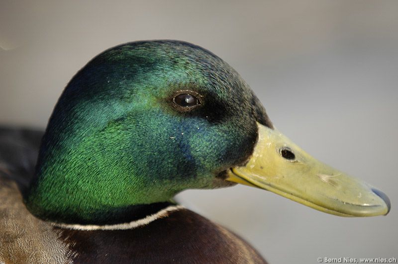 Duck © Bernd Nies