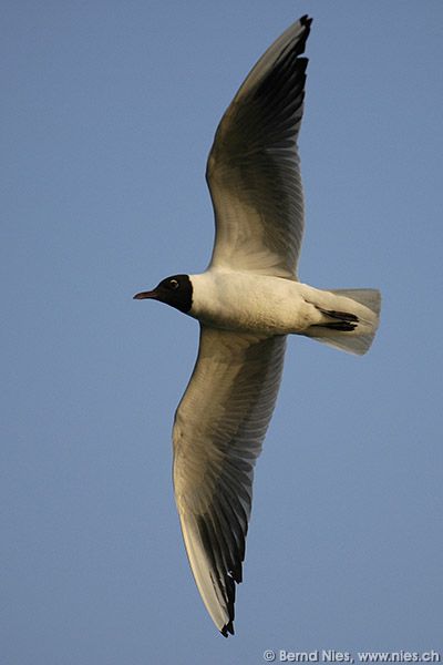 Seagull © Bernd Nies