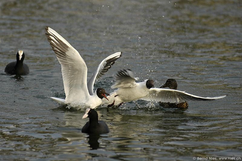 Seagulls © Bernd Nies