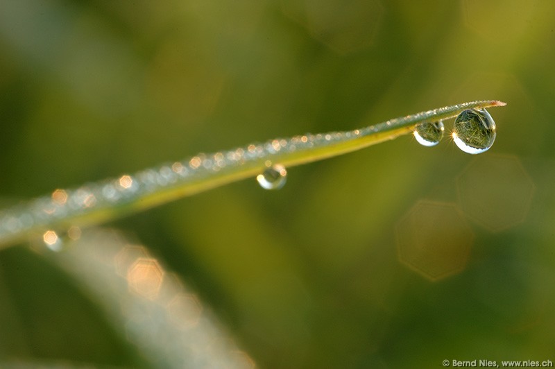 Dew Drop