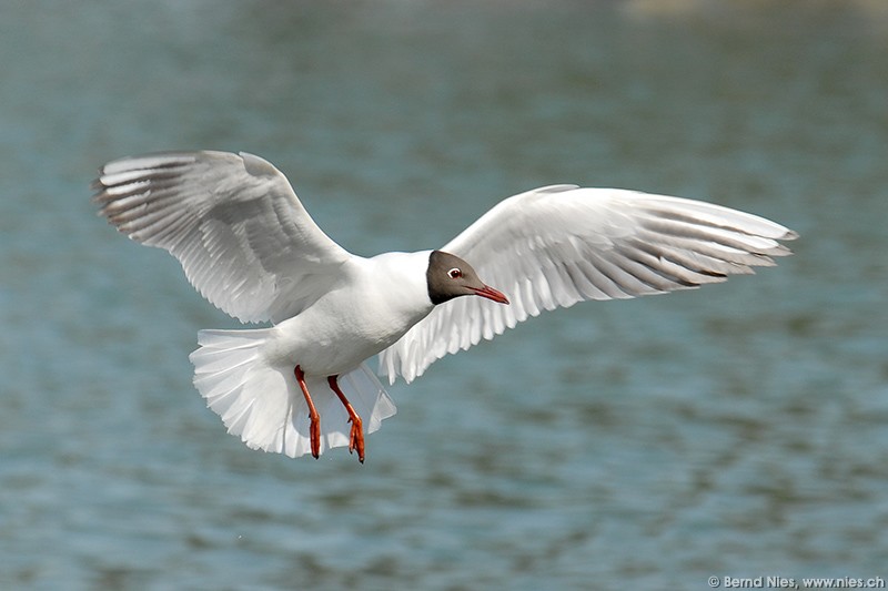Flying Seagull © Bernd Nies