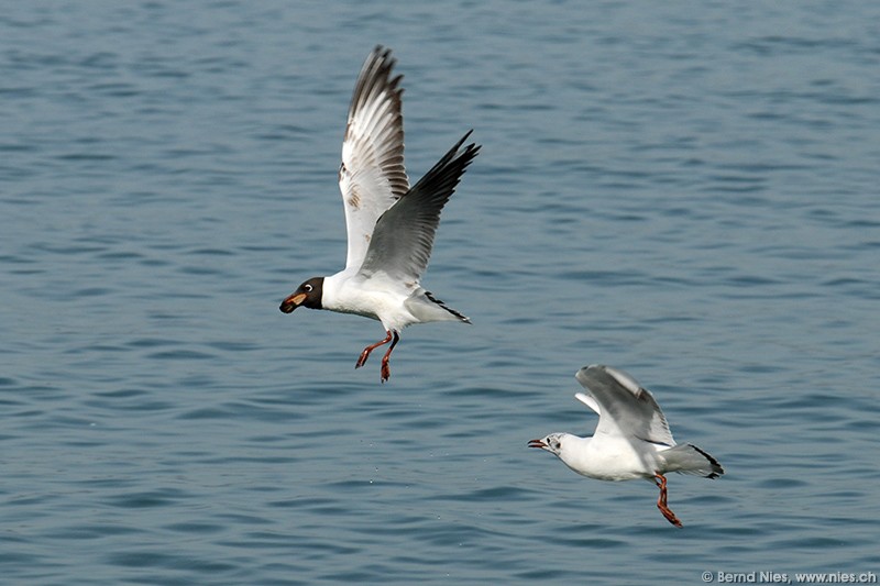 Möwe mit Brot