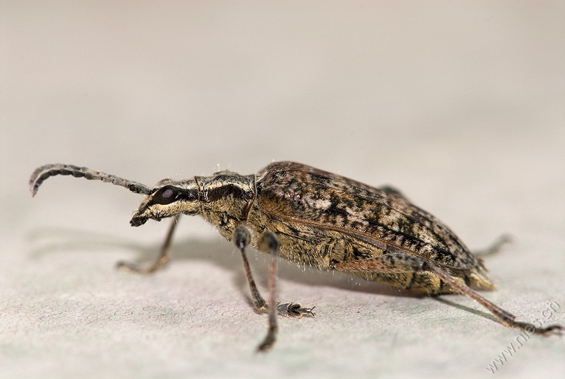Bug © Bernd Nies