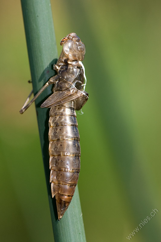 Dragonfly Skin