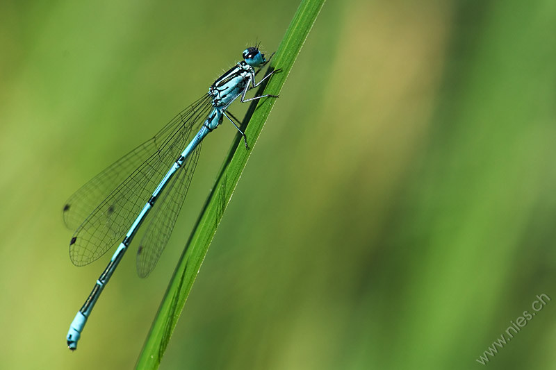 Libelle auf Grashalm