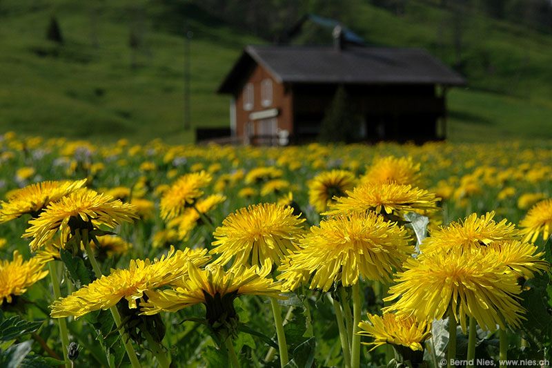 Dandelion meadow