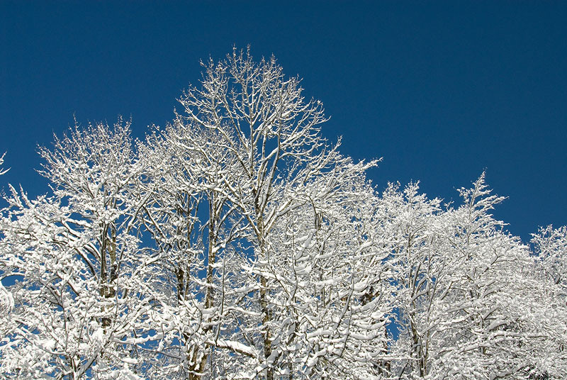 Snow covered Trees
