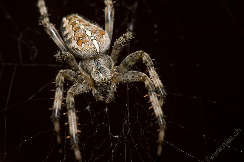 Spider © Bernd Nies