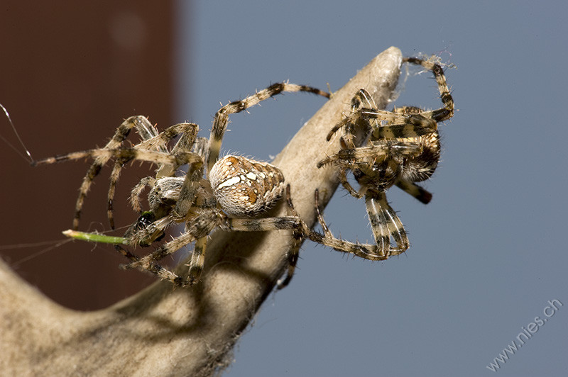 Spiders © Bernd Nies
