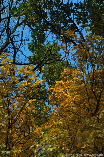 Colourful leaves