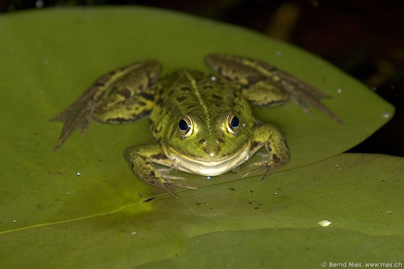 Frosch