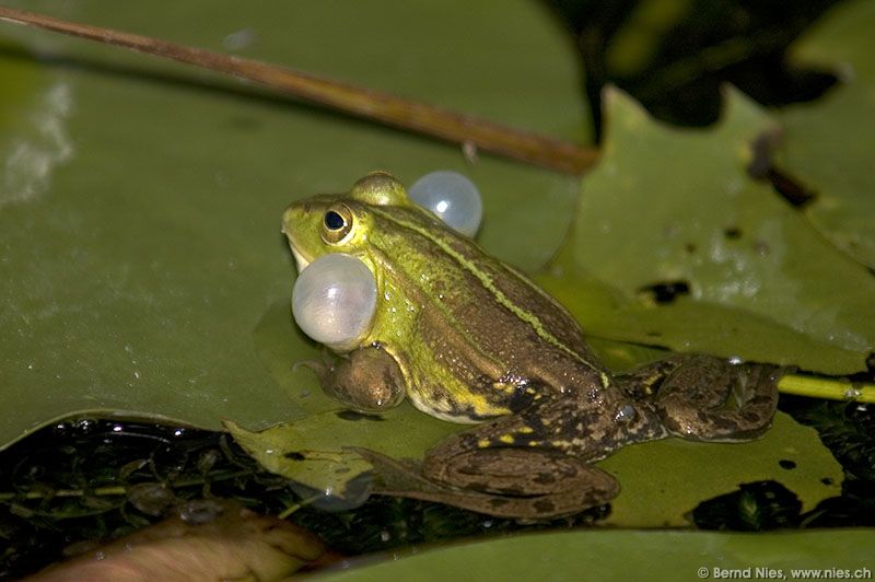 Quacking frog