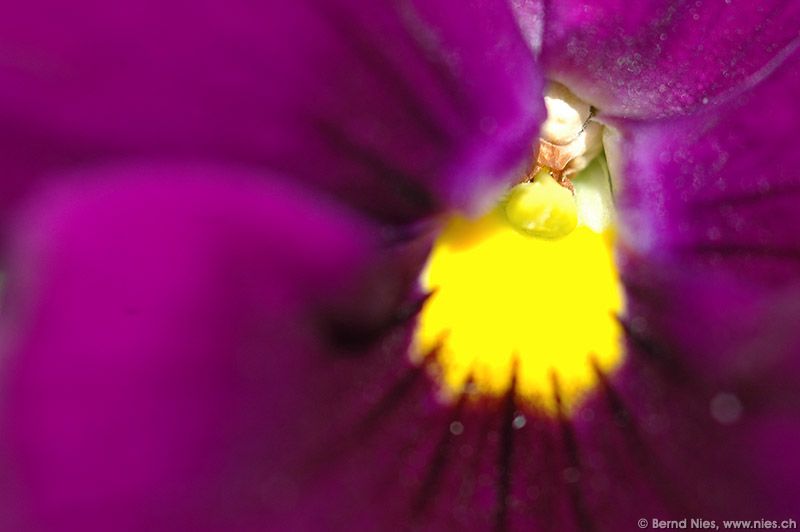 Blossom © Bernd Nies