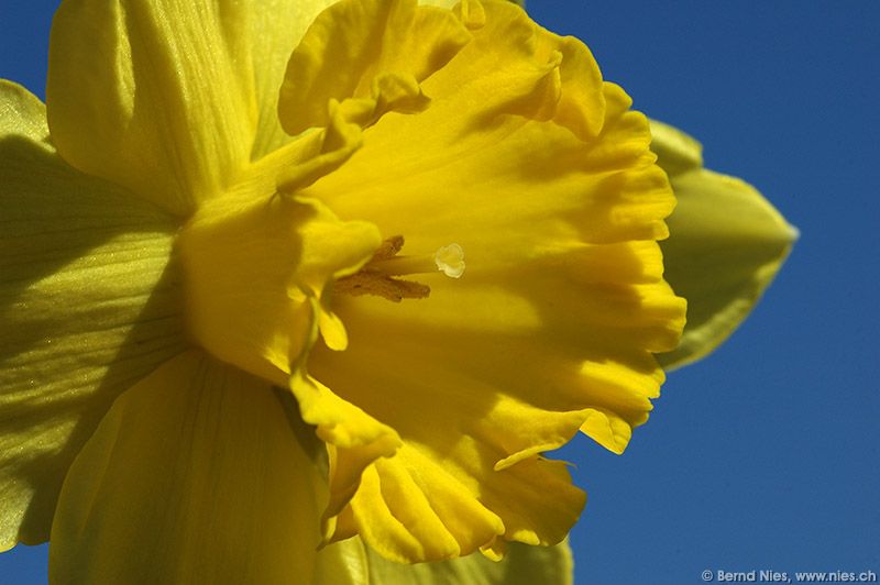 Lent lillies