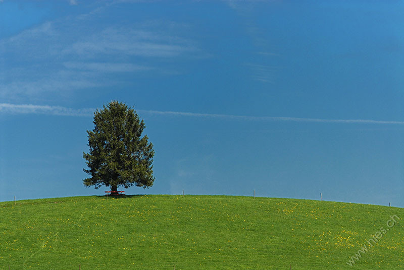 Baum auf Hügel