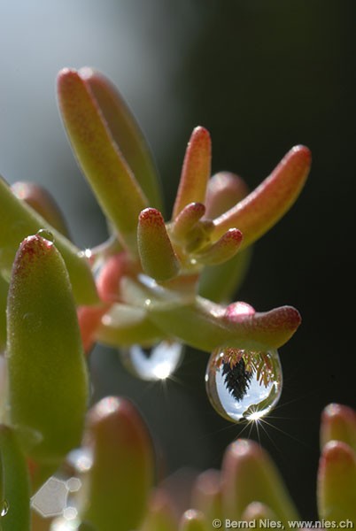 Drop on plant