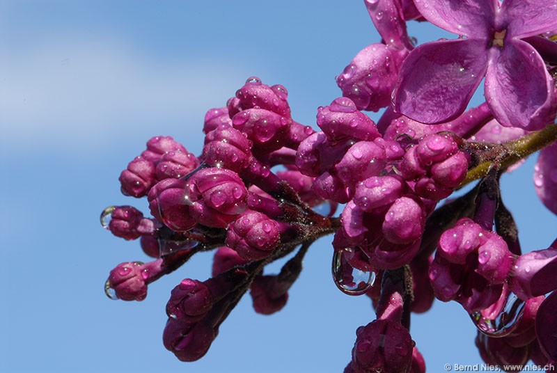 Liliac after May rain