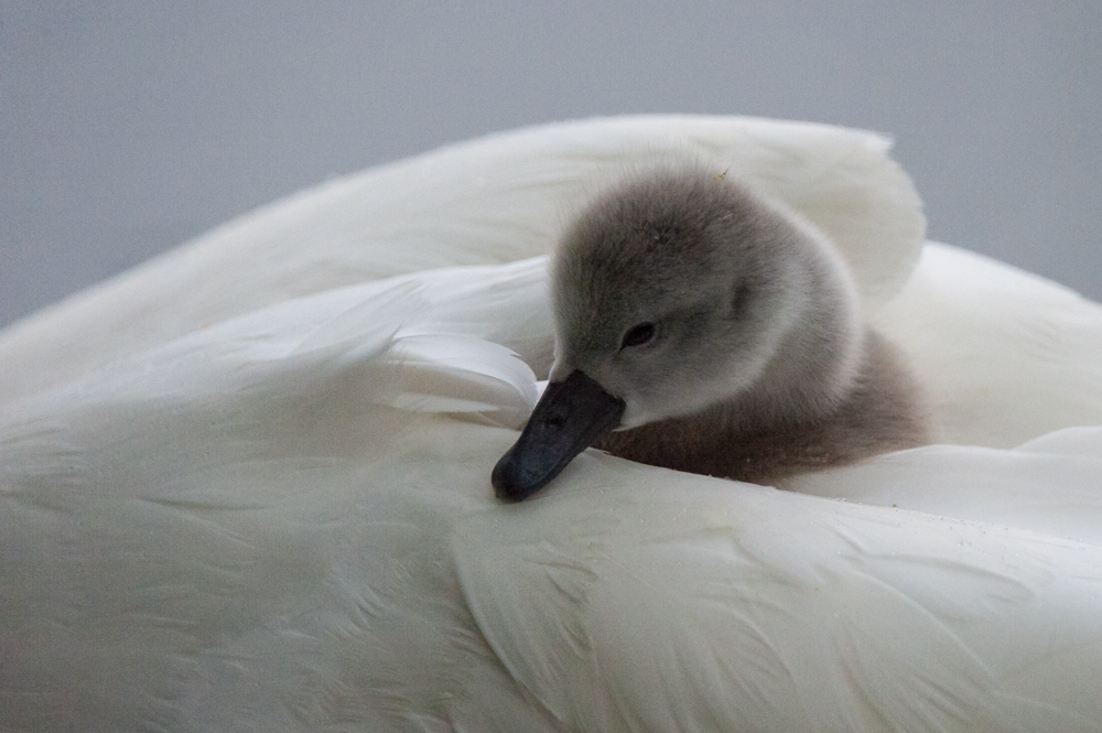 Swan with cygnet