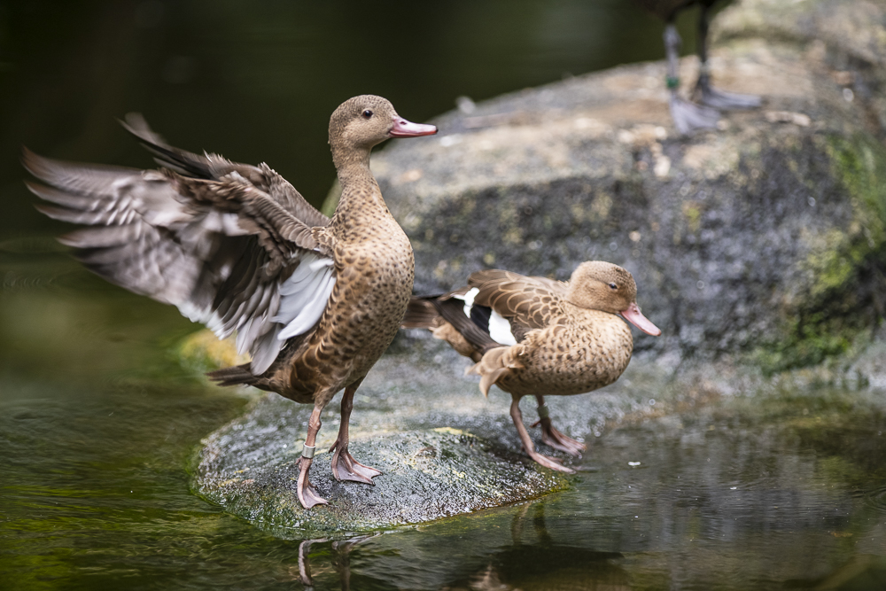 Ducks © Bernd Nies