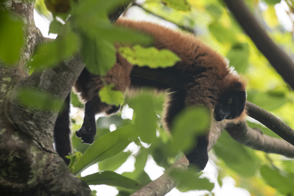 Lemur © Bernd Nies