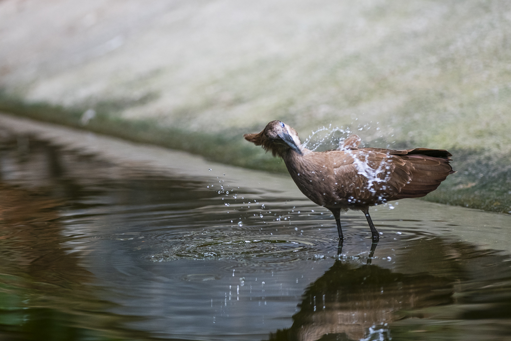 Bird taking a shower © Bernd Nies