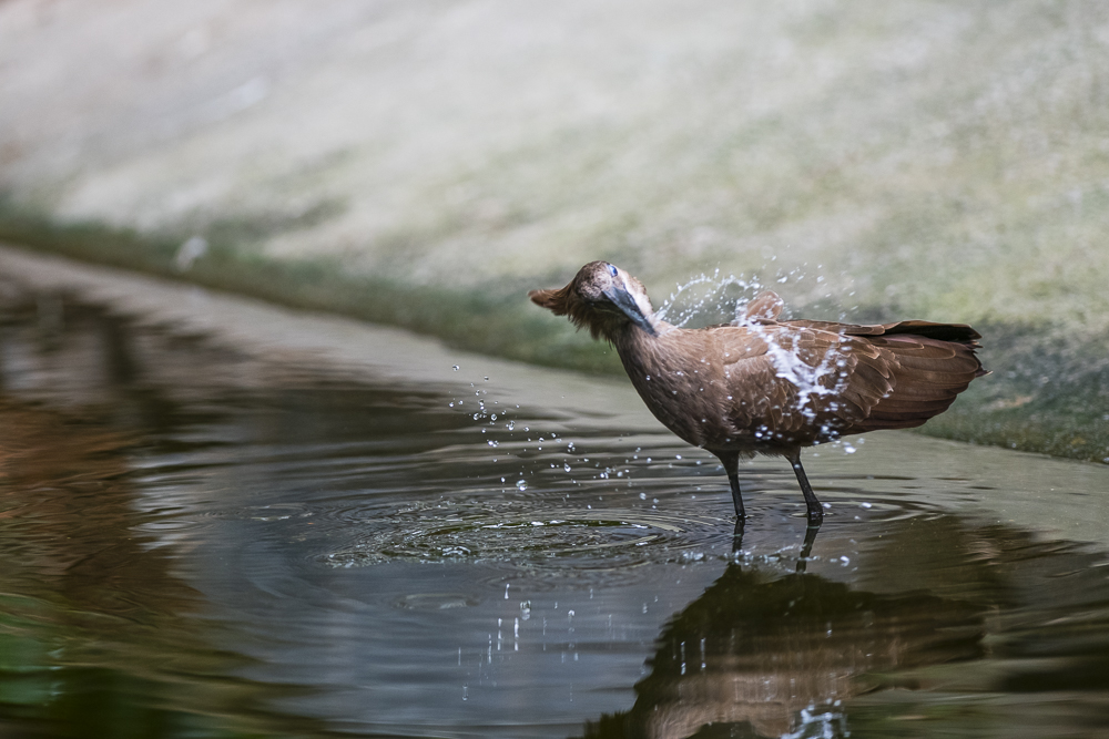 Bird taking a shower