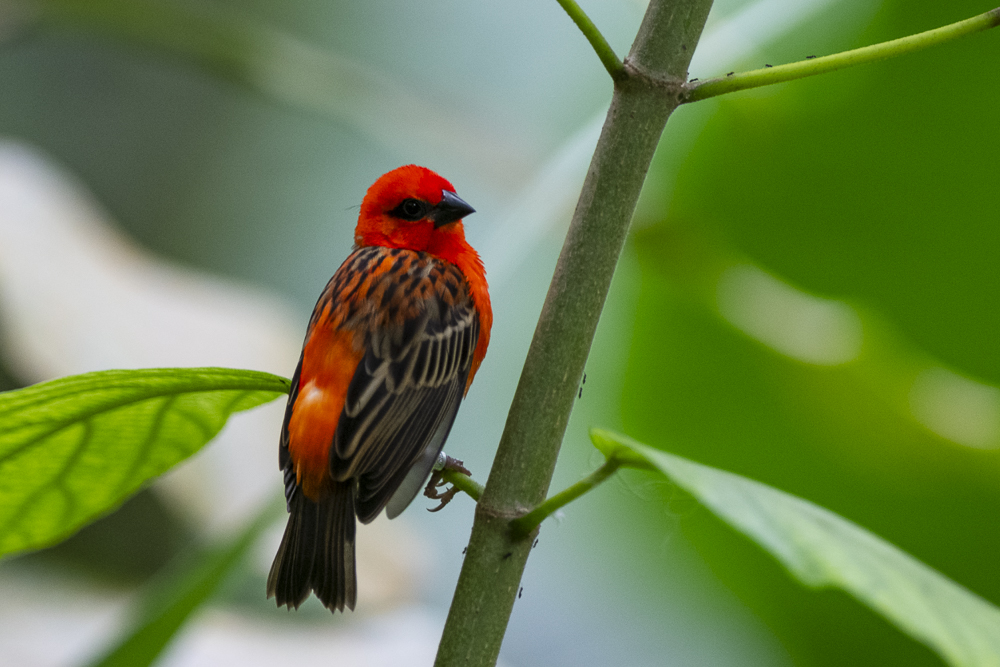 Roter Vogel