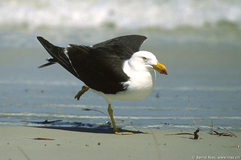 Yoga Möwe