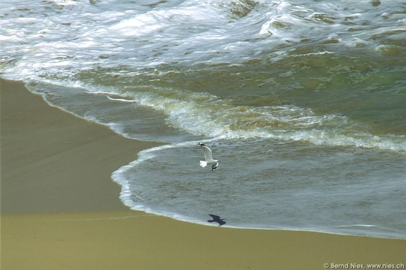 Möwe über Strand