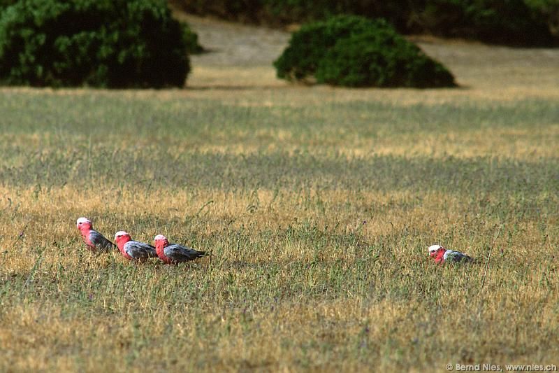 Parrots on Meadow