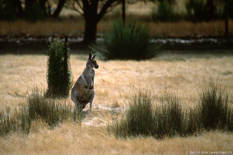 Kangaroo