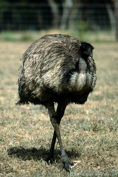 Emu