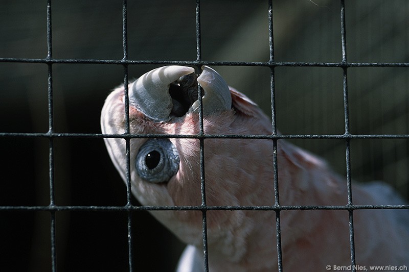 Parrot in Prison