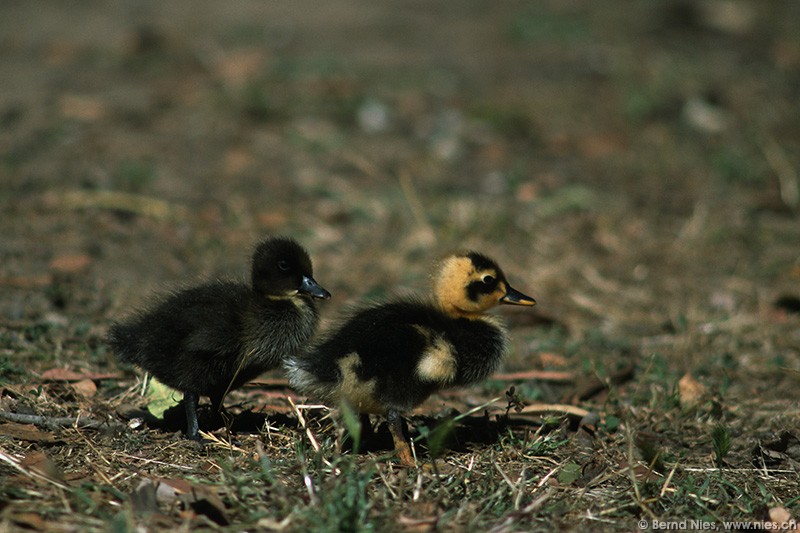 Ducklings