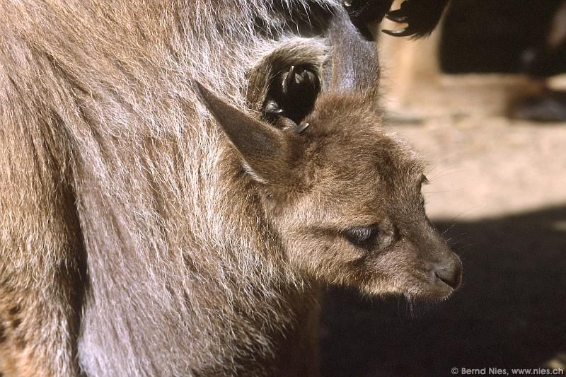 Wallaby