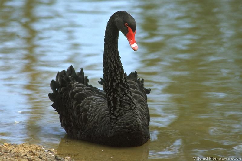 Black Swan