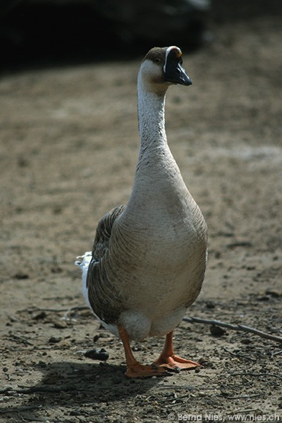 Goose