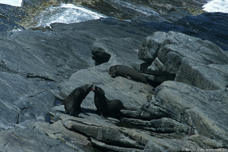 Seals