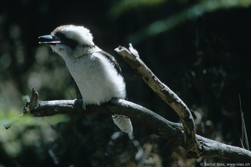 Kookaburra