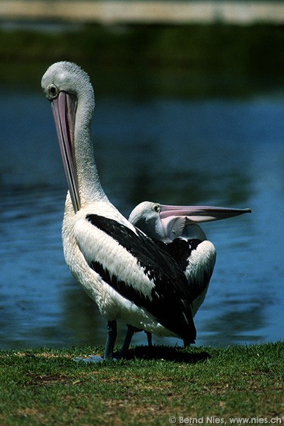 Pelicans