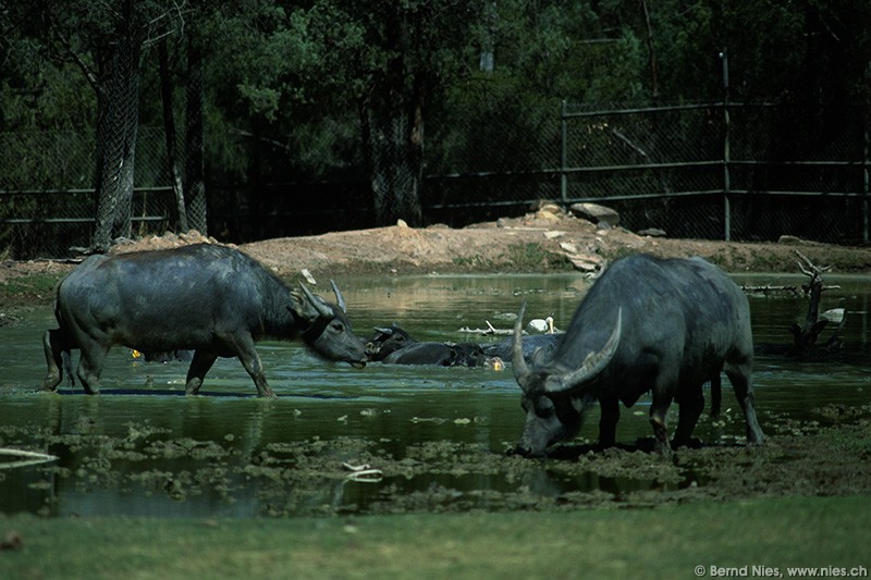 Water Buffalo