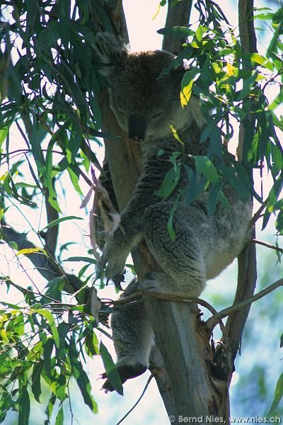 Schlafender Koala