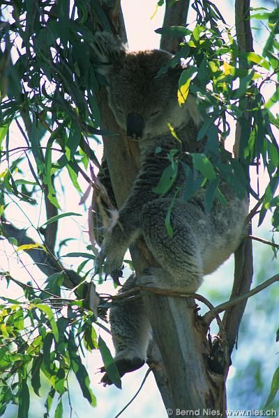 Sleeping Koala